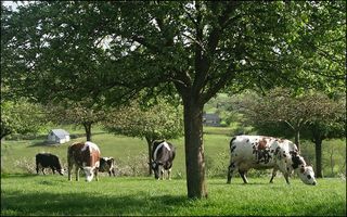 pommiers et vaches cambremer